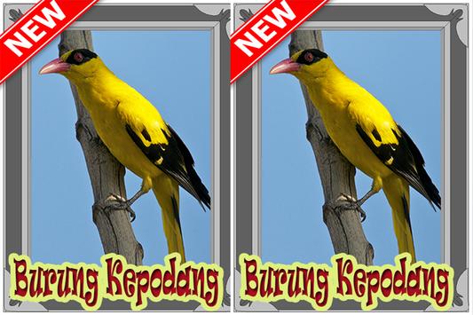 Ocehan Kepodang Terbaik Apk App Free Download For Android