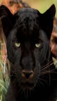 Black Panther Lock Screen Poster