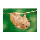 जानवरों तस्वीरें