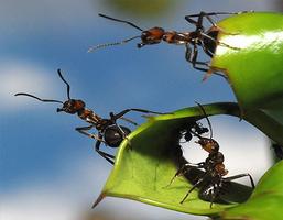 New Ant Photo Frames poster