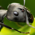 farma mrówek Tapeta ikona