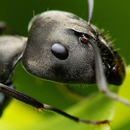 APK sfondi agricola della formica