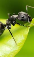 ant farm wallpapers پوسٹر