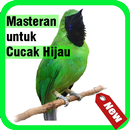 Masteran Untuk Cucak Hijau APK