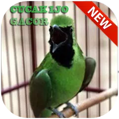 Скачать Master Cucak Ijo Gacor APK