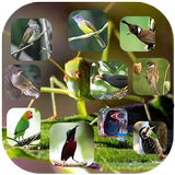 Master Burung Kasaran أيقونة