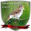 Sikatan Londo Gacor ( Nightingale )