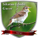 Sikatan Londo Gacor ( Nightingale ) aplikacja