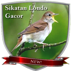 Sikatan Londo Gacor icône
