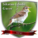 Sikatan Londo Gacor ( Nightingale ) APK