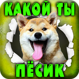 Тест: Какой ты Пёсик