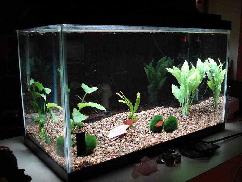 Aquarium Decoration Ideas Apk 1 0 Download For Android Download Aquarium Decoration Ideas Apk Latest Version Apkfab Com