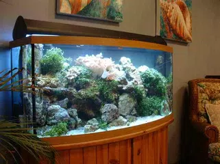 400+ Model Dekorasi Aquarium Gratis Terbaru