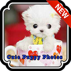 Cute Puppy & Dog Pictures icon