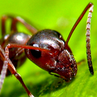 Fourmis De Papier Peint icône