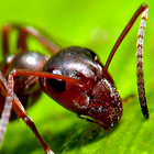 Tapete-Ameisen Zeichen