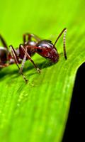 Fourmis De Papier Peint Affiche