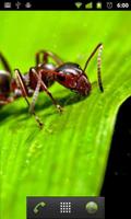 برنامه‌نما ants live wallpaper عکس از صفحه