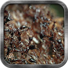 Ants Live Wallpaper 图标