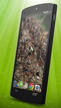 Download Ants Live Wallpaper Apk For Android Latest Version