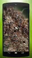 Ants Live Wallpaper постер