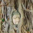 Buddha Head Thailand Tour