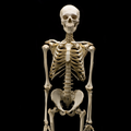 Human Anatomy