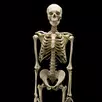 Human Anatomy APK