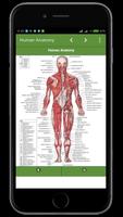 Human Anatomy poster
