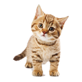 Cat Sounds