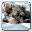 Yorkshire Terrier Theme - Nova APK