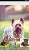 Yorkshire Terrier Theme - Nova screenshot 3