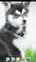 Alaskan Klee Kai Theme - Nova poster