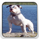 American Bulldog Theme - Nova ไอคอน