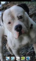 American Bulldog Theme - Nova plakat