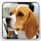 Beagle Theme - Nova/ADW/GO icône