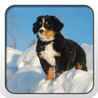 Bernese Mountain Dog Theme icône