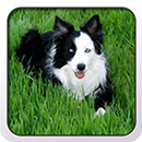 Border Collie Theme - Nova/ADW APK