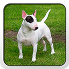 Bull Terrier Theme - Nova/ADW icon