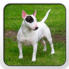 Icona Bull Terrier Theme - Nova/ADW