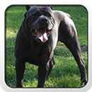 Cane Corso Theme - Nova/ADW/GO APK