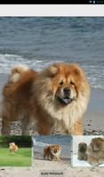 Chow Chow Theme - Nova/ADW/GO imagem de tela 3