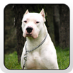 Dogo Argentino Theme