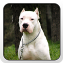 Dogo Argentino Theme APK