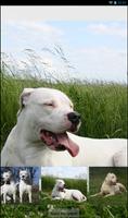 Dogo Argentino Theme capture d'écran 3