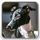 Greyhound Theme - Nova/ADW ícone