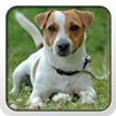 Jack Russell Terrier Theme