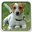 Jack Russell Terrier Theme APK