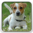 Jack Russell Terrier Theme icono