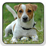 Jack Russell Terrier Theme icône